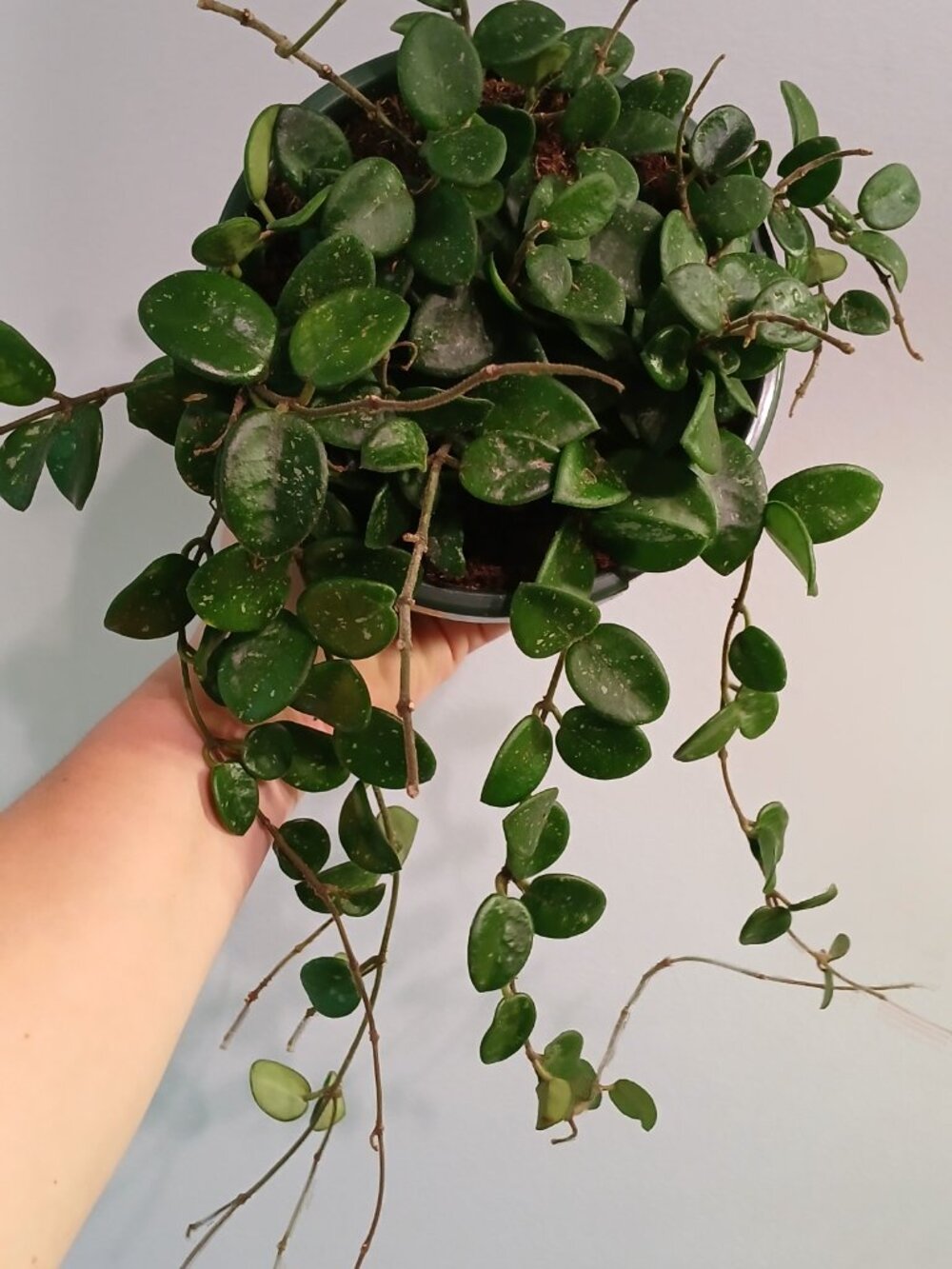 Hoya Mathilde - Picture 3 of 4